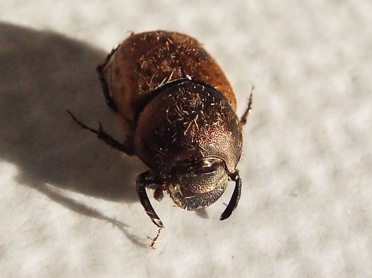 Onthophagus coenobita, femmina, Scarabaeidae